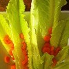 Romaine lettuce with carrots
