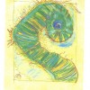 Fiddlehead fern illustration