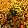 Field of yellow and orange flowers