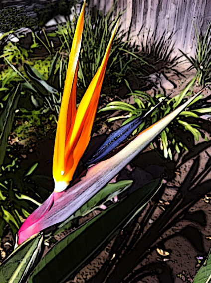 Bird of Paradise